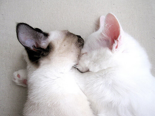 绝境英雄，戈麦斯扛鼎逆袭，美国队险胜英格兰的最后一声号角