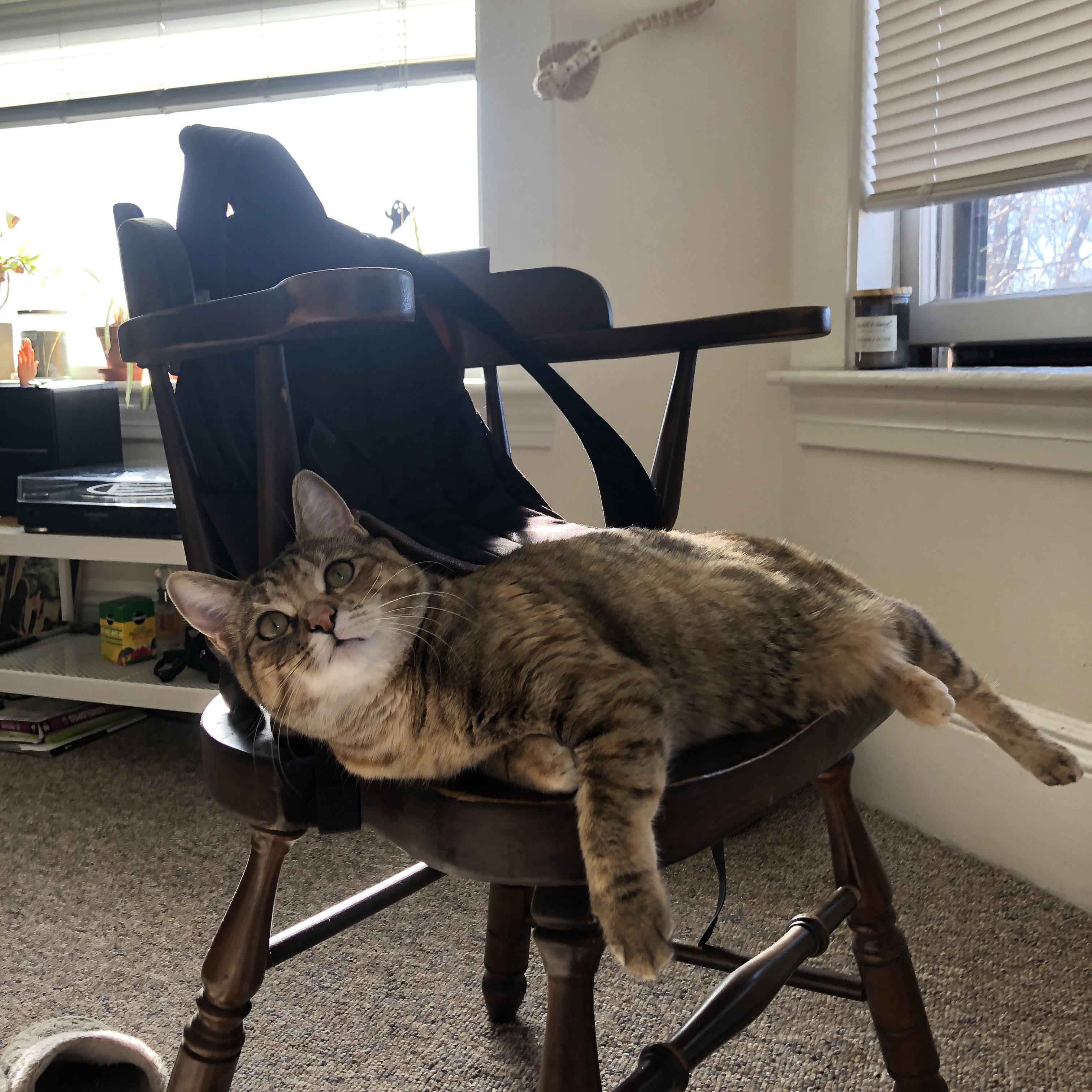 棋盘上的终局一搏，塞恩斯如何为威廉姆斯落子制胜