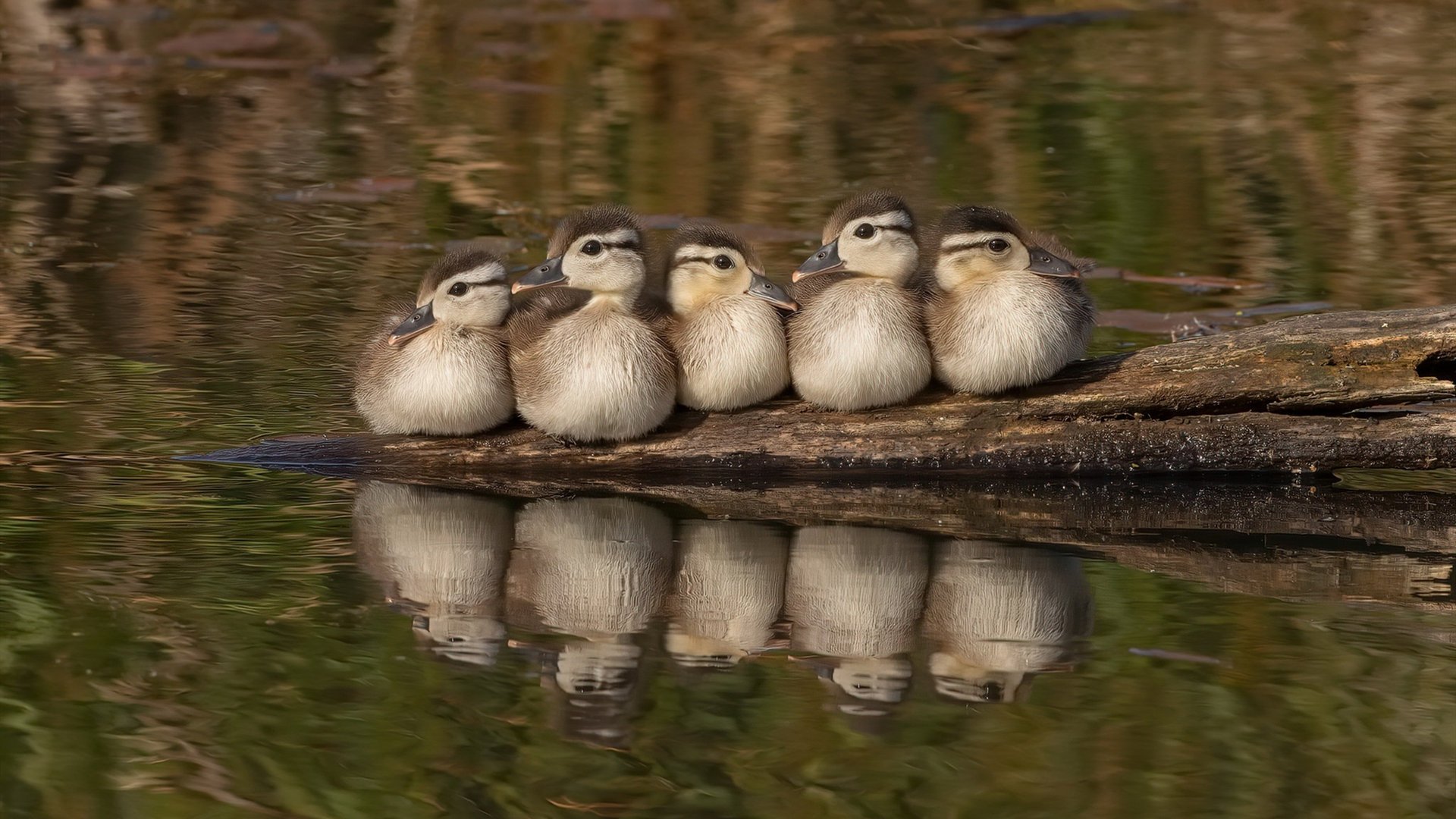 小贾伦的跨界方向盘，从禁区霸主到F1街道赛的终极接管者