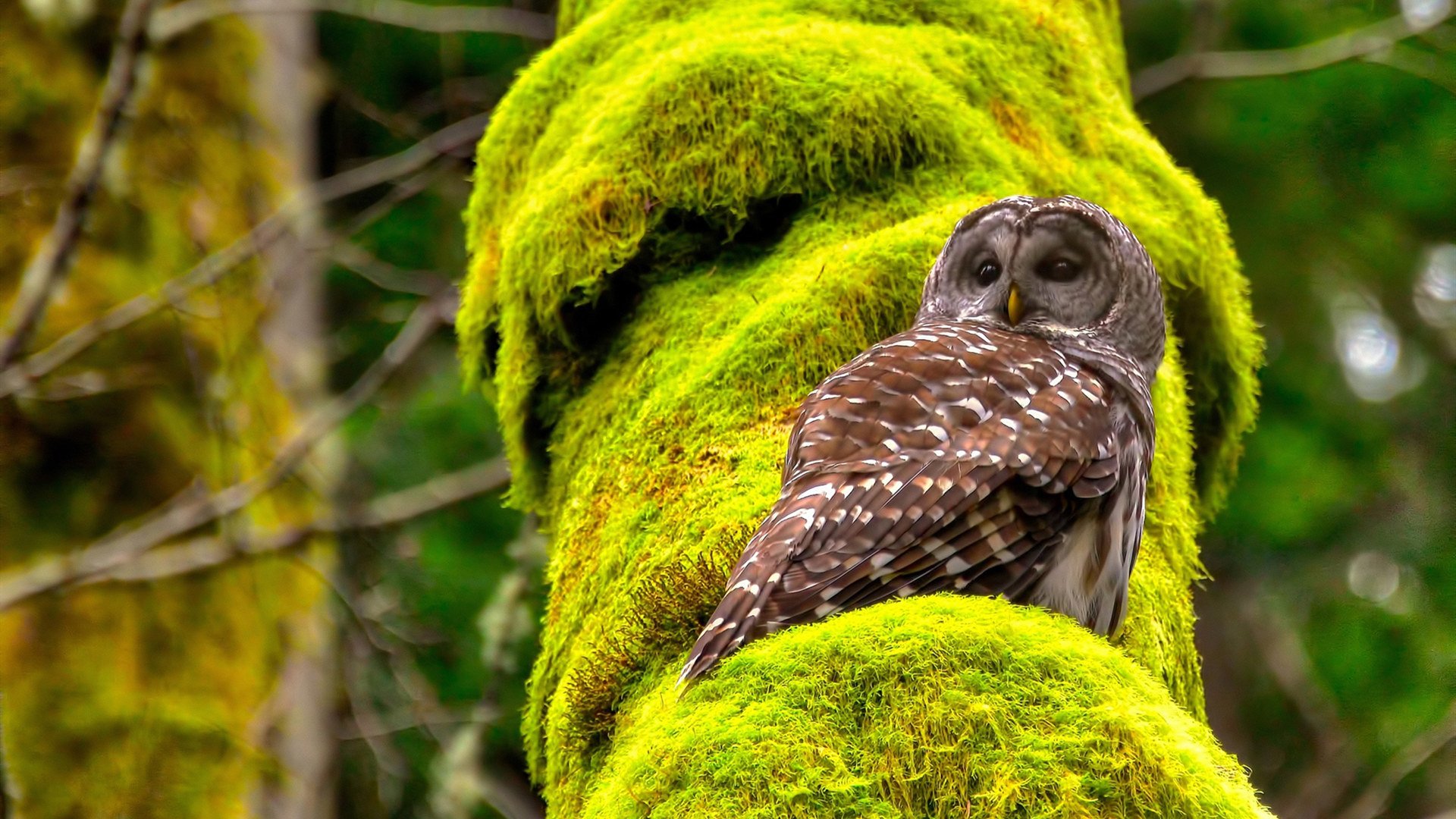 当达喀尔雄狮遇见雅典众神,卡瓦哈尔的跨界奇迹