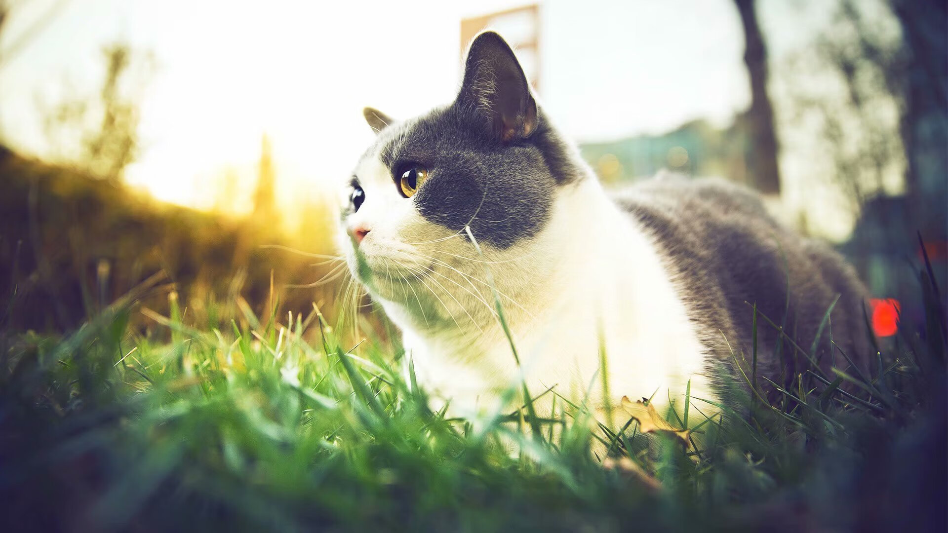 国王带走太阳,当爱德华兹让白昼崩塌