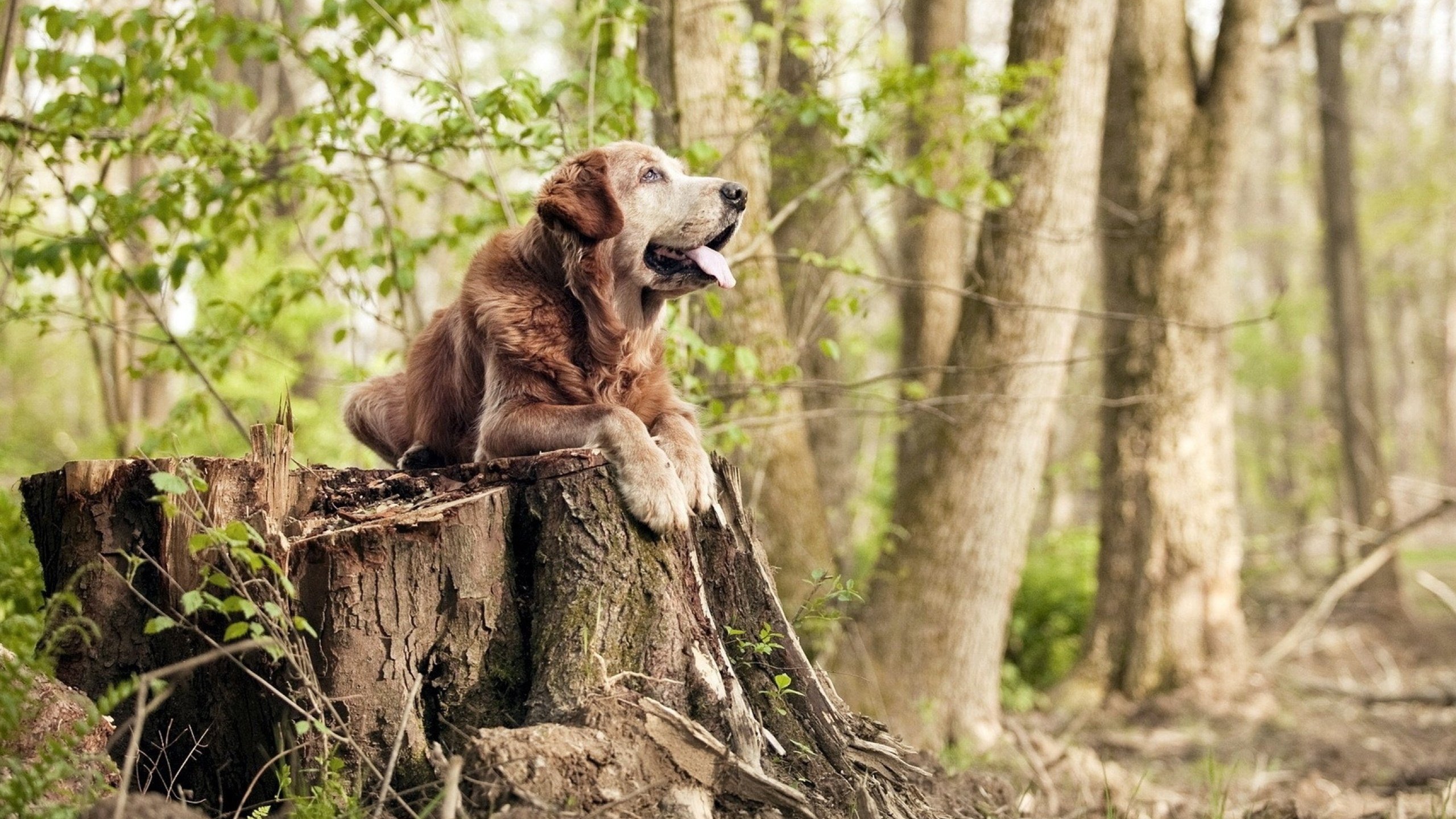 平行时空的掌控者,从公牛加时鏖战到F1赛道的戈贝尔式接管