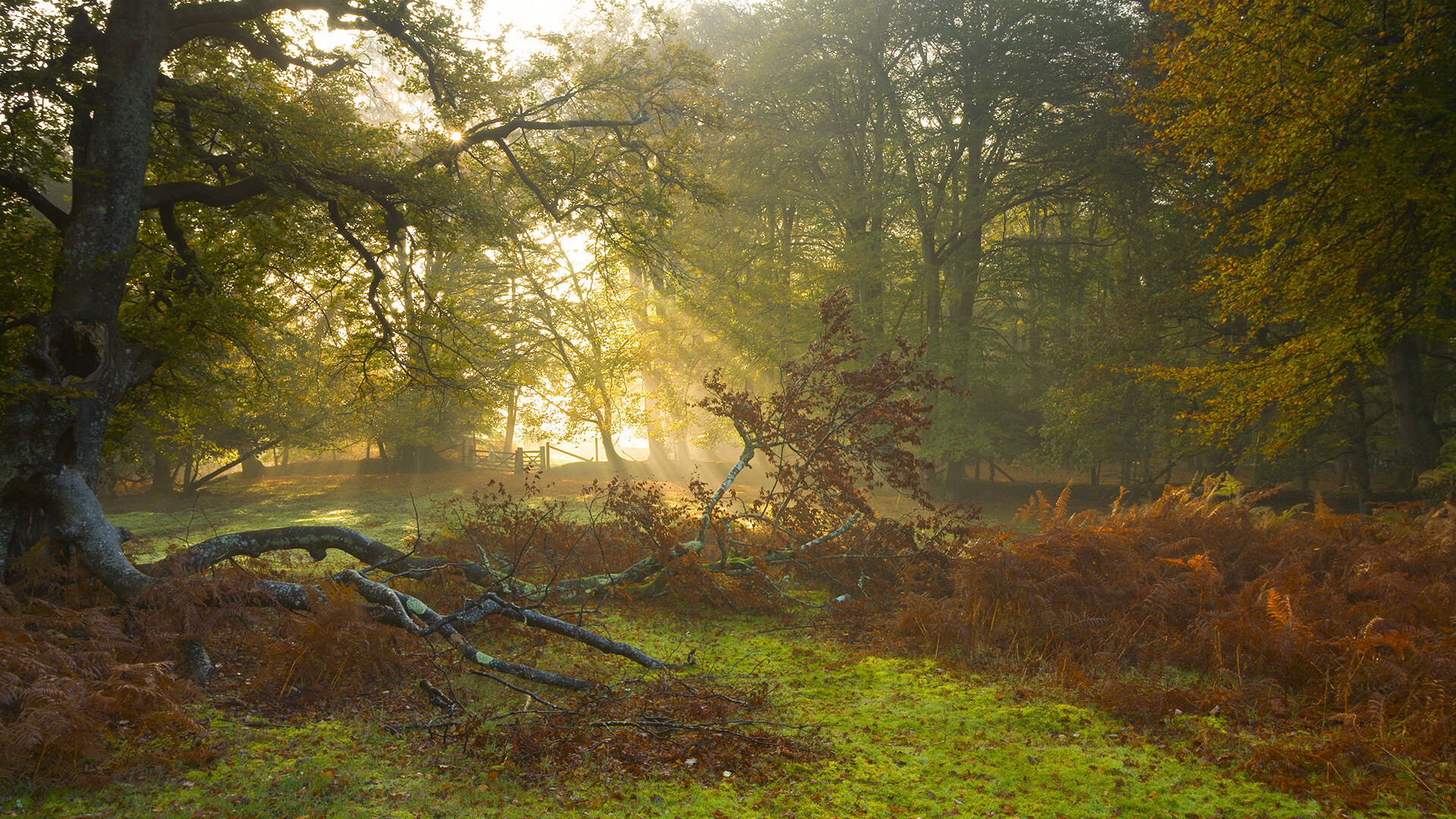 当空中飞人降临绿茵场，锡安用篮球智慧上演意甲式统治
