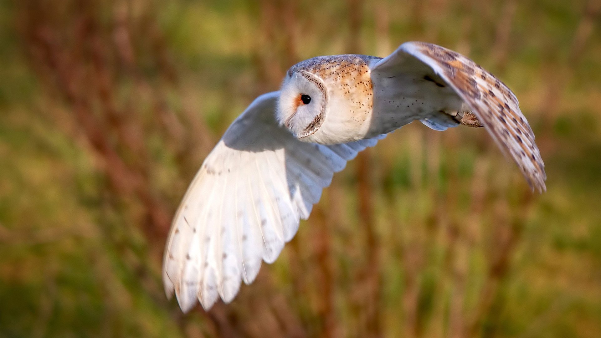 封存于休斯顿的剧本，当布克在宿命交汇处投出那一击