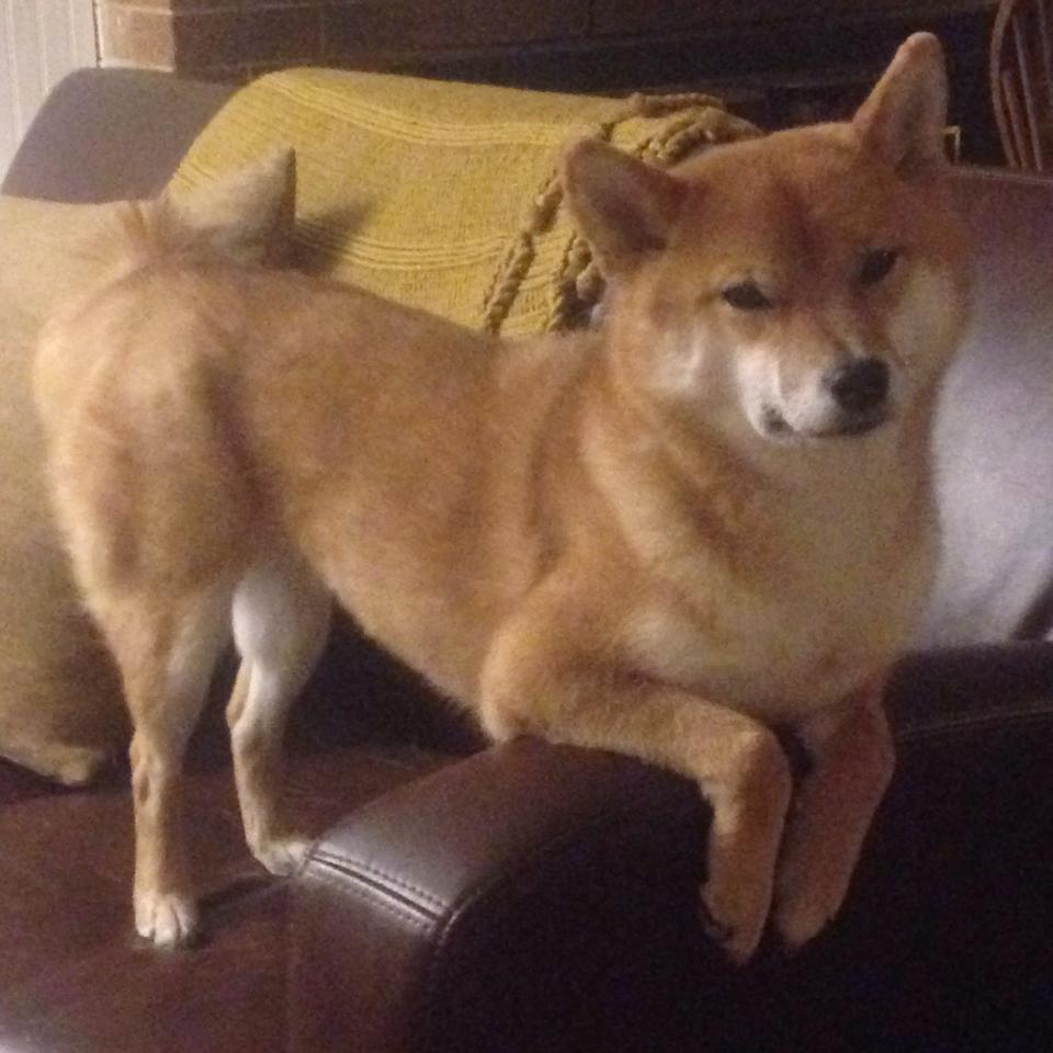 黄与蓝的对话，加克波冠军级表现照亮比利亚雷亚尔与美国的战术棋盘