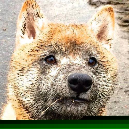 篮网118-112险胜魔术背后，字母哥的夜晚，篮球的另一种定义