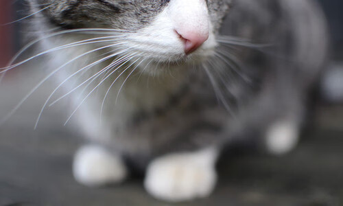 跨越太平洋的对话,当新疆队完胜鹈鹕成为拉文总决赛接管的注脚