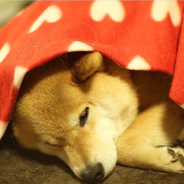 时空裂缝中的德罗赞,当凯尔特人遇见1979年的北京队