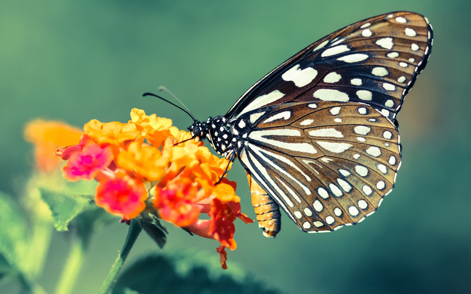 F1街道赛焦点战,苏格兰风暴斩落黄色潜水艇