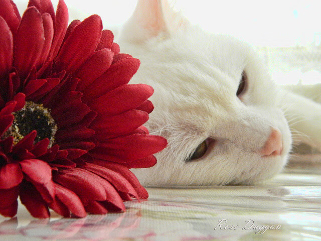 绿鹰之噬，当尼日利亚风暴席卷乌拉圭防线—欧冠半决赛战术解构