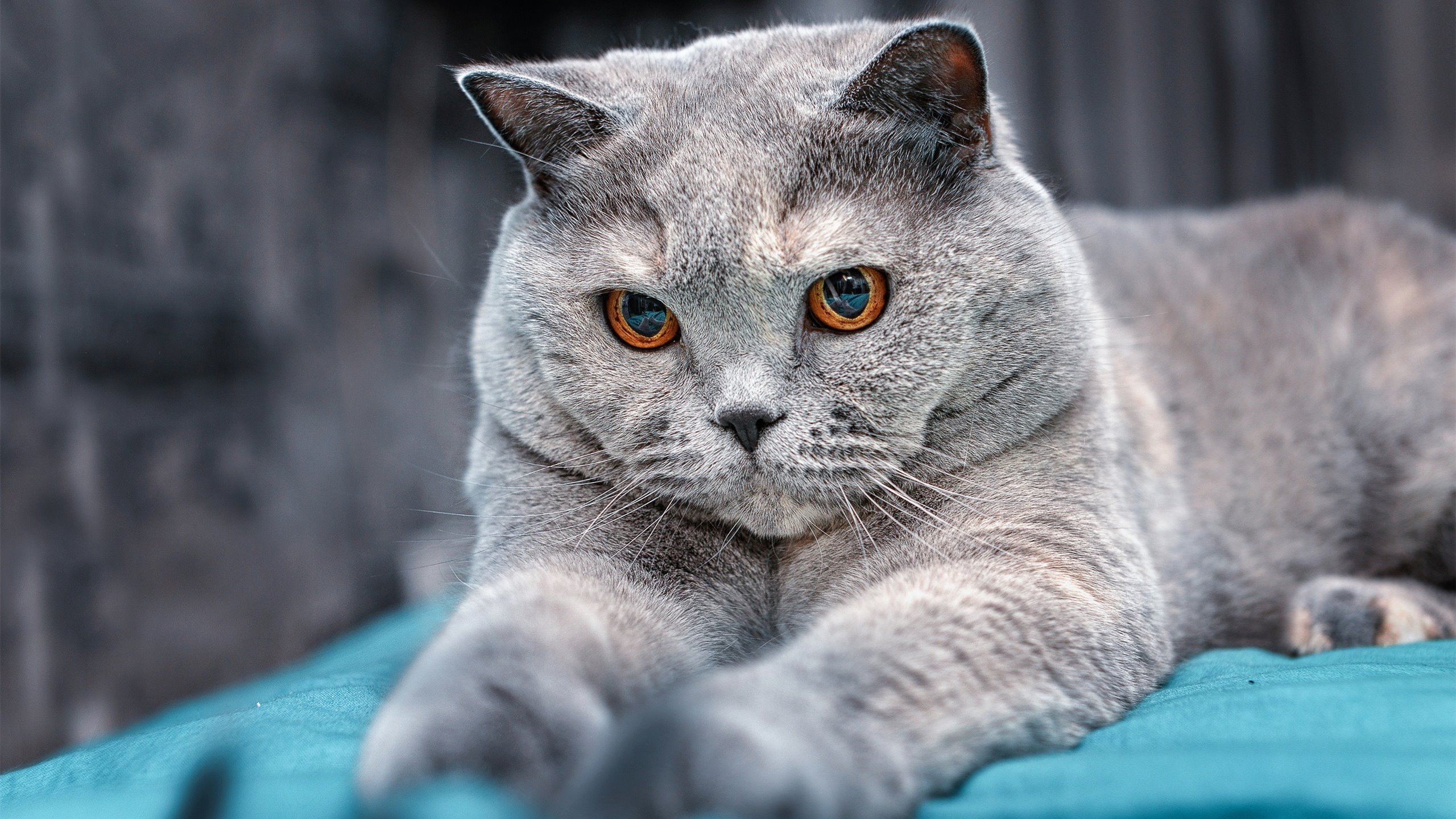 明尼苏达绞肉机,当狼群缠斗篮网,米切尔在绞杀战中加冕关键先生