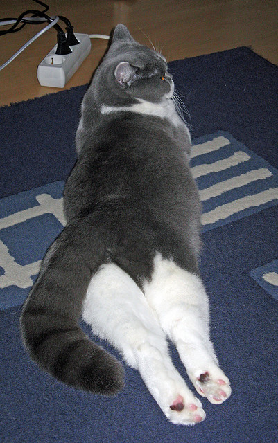 不沉战舰罗德里与沉没的曼城,巴黎如何在生死战中破解冠军密码?