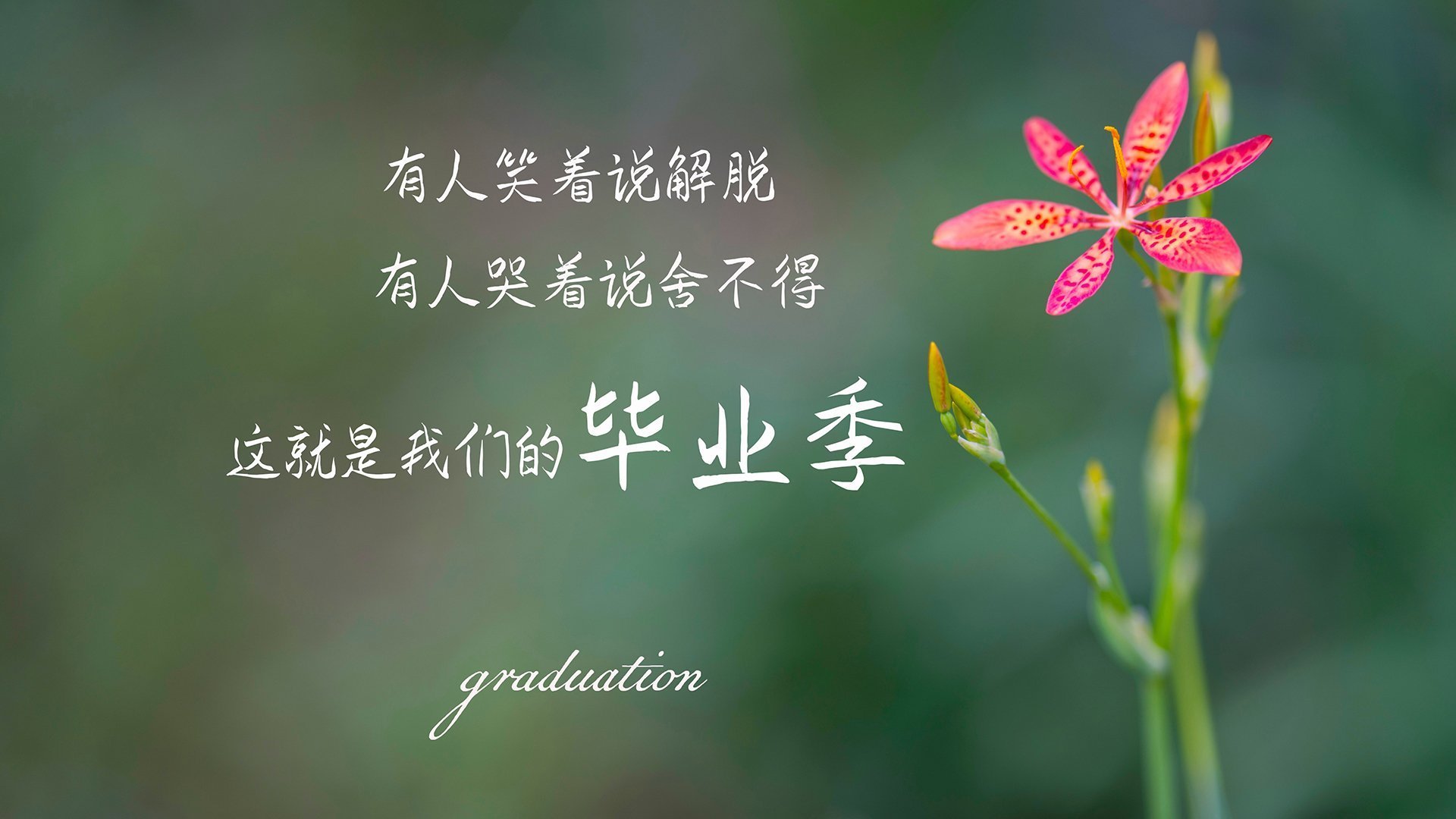 当东南亚风暴撞上日耳曼战车,佩德里在2026世界杯F组唯一性中改写足球哲学